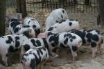 Bentheim Black Pied | Pig | Pig Breeds